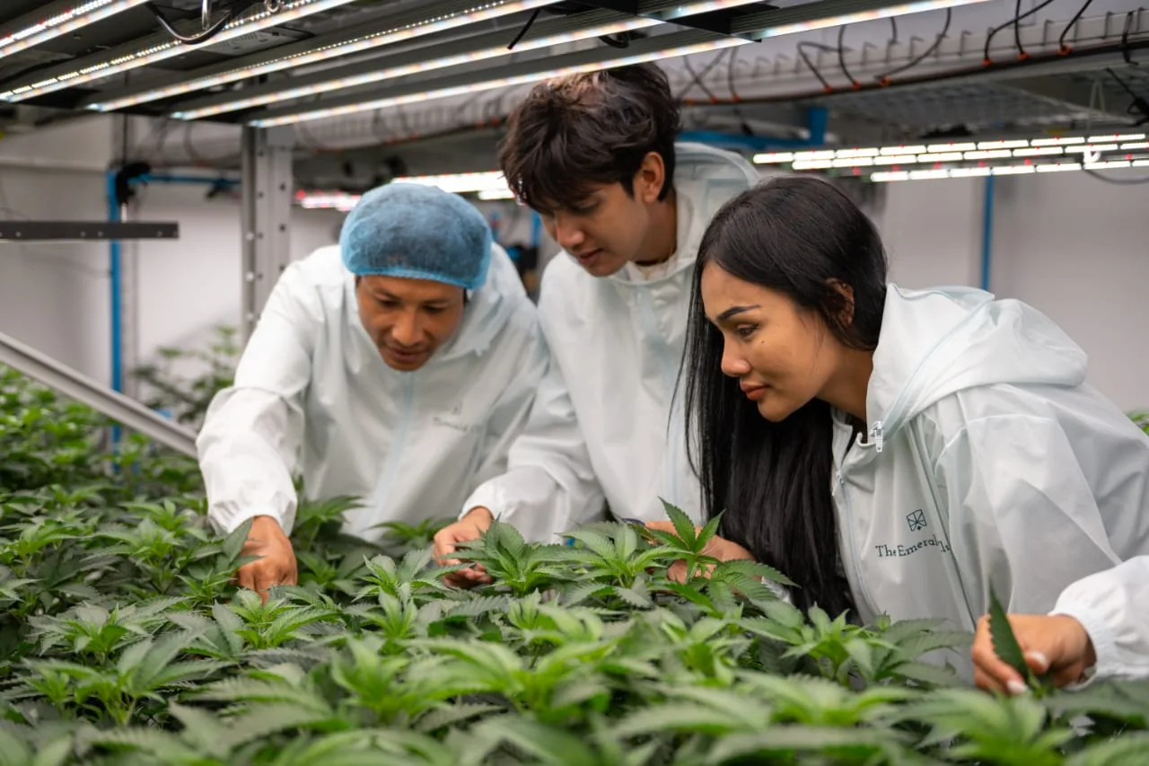 Inspecting plants in the grow room, close detail of the farm