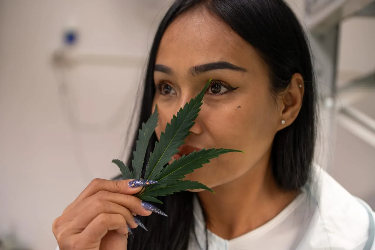 Close-up of a cannabis leaf, sensory detail from the farm