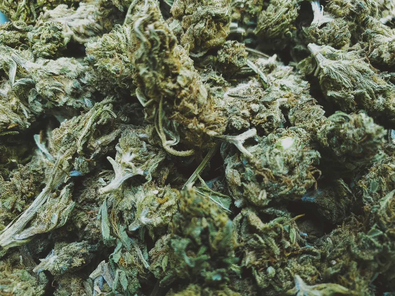 Dense pile of dried cannabis flower showing quality and variety