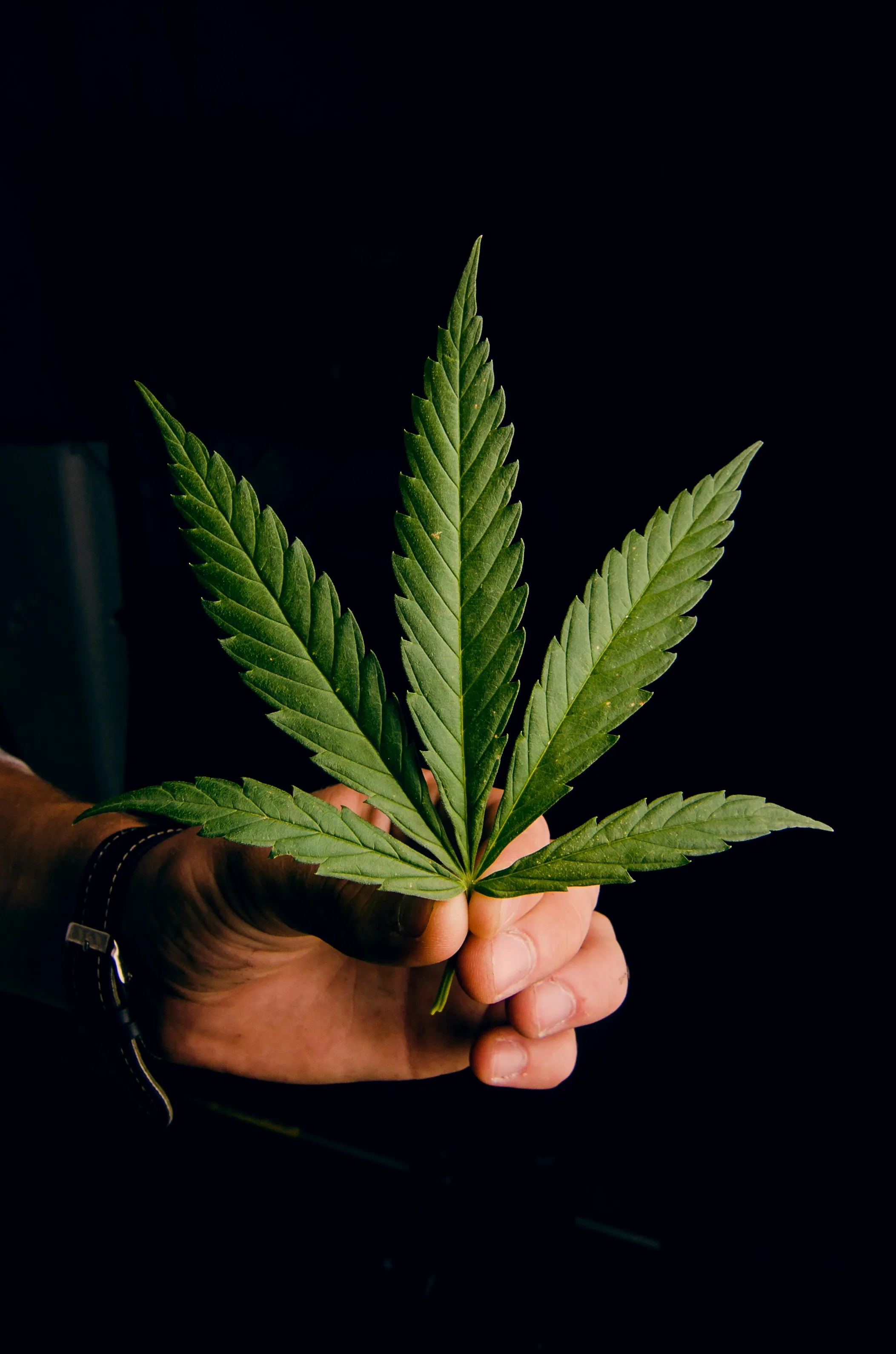 Hand holding cannabis leaf against pure black background - CBD Thailand Legal What Works