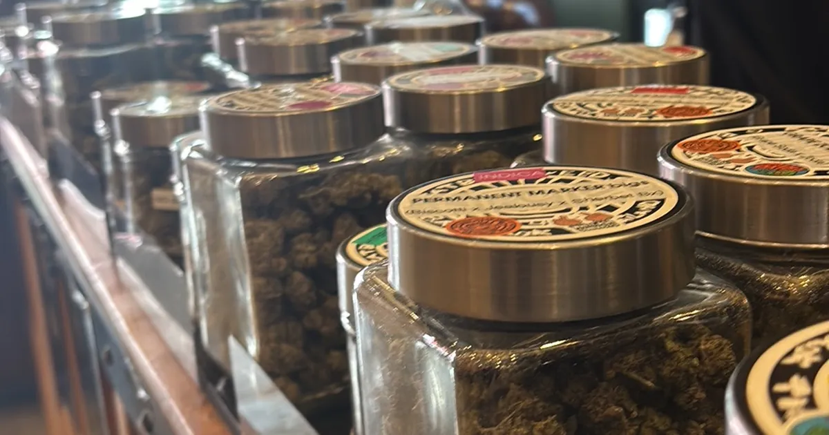 Row of glass jars of cannabis flower with ornate gold lids on a shop counter, close up