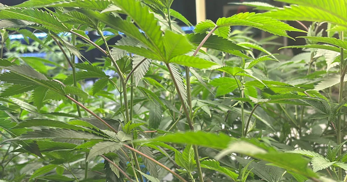 Healthy cannabis plant leaves up close in bright light, the raw material behind a Thai stick