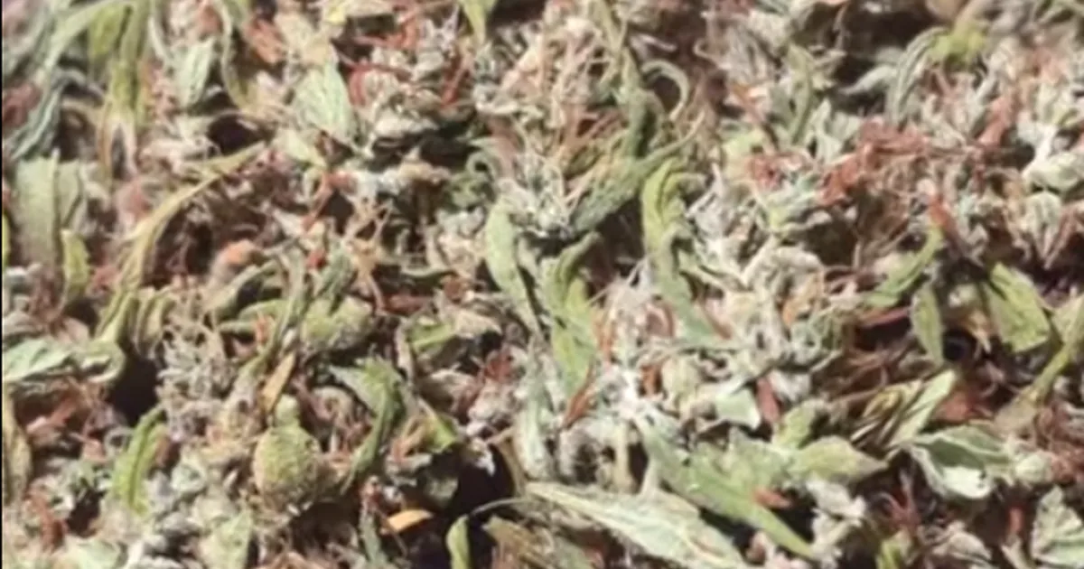 Close up of dried cannabis buds with pale trichomes and brown and green leaves