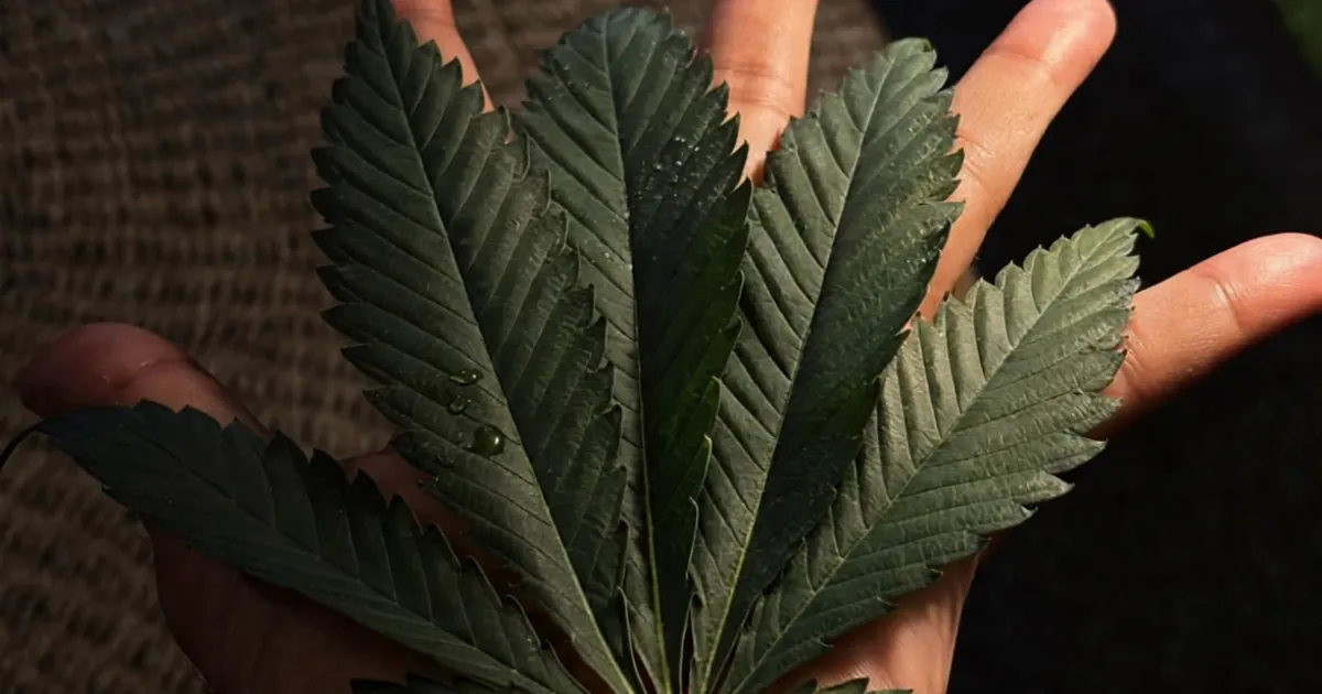 Cannabis leaf held in a hand, the plant behind the Thai stick tradition